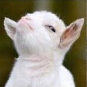 Meet your Posher, Isabelle